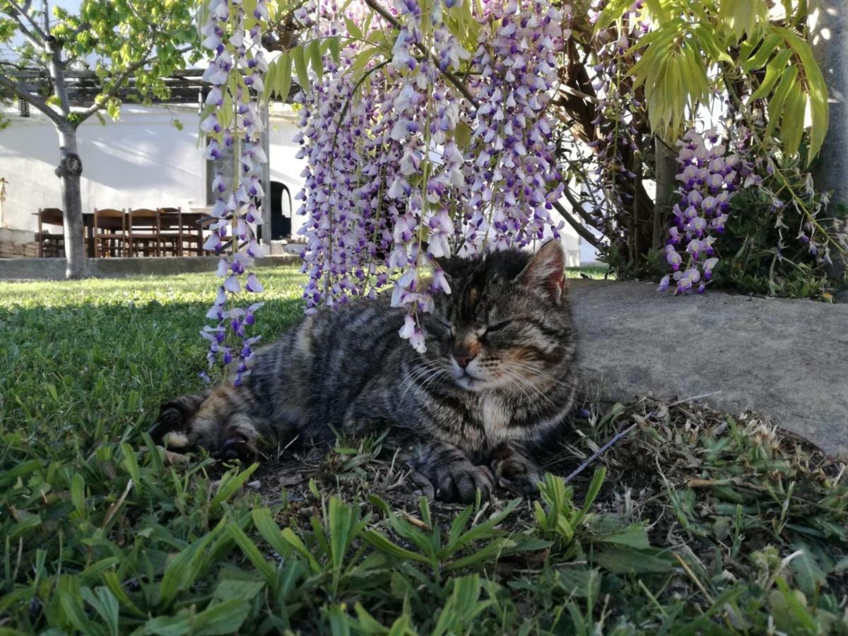 托里诺迪桑格罗Relais Il Giardino Fra Gli Ulivi别墅 外观 照片